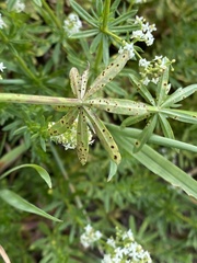 Puccinia punctata