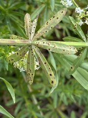Puccinia punctata