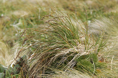 Carex sectoides