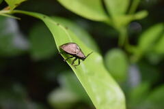 Polychalma multicava