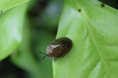 Polychalma multicava