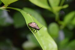 Polychalma multicava