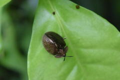 Polychalma multicava