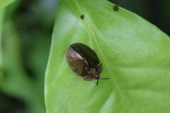 Polychalma multicava