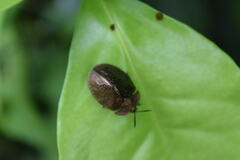 Polychalma multicava