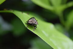 Polychalma multicava