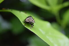Polychalma multicava