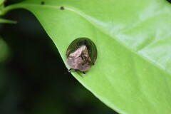 Polychalma multicava