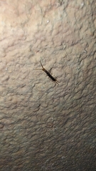 Scolopendra cingulata