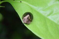 Polychalma multicava