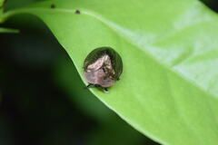 Polychalma multicava