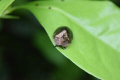 Polychalma multicava
