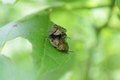 Polychalma multicava
