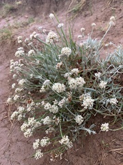 Eriogonum pauciflorum