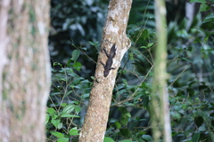 Uracentron flaviceps