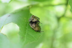 Polychalma multicava