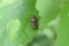 Polychalma multicava