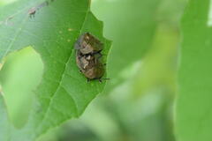 Polychalma multicava