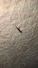 Scolopendra cingulata