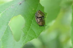 Polychalma multicava