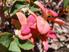 Exobasidium vaccinii-uliginosi