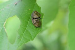 Polychalma multicava