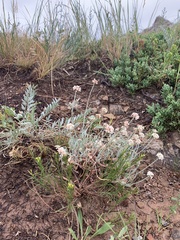 Eriogonum pauciflorum