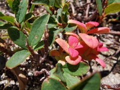 Exobasidium vaccinii-uliginosi