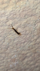 Scolopendra cingulata