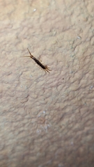 Scolopendra cingulata