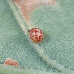 Neuroterus anthracinus
