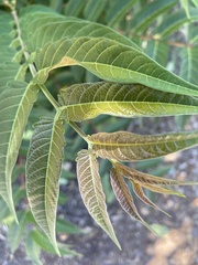 Ailanthus altissima