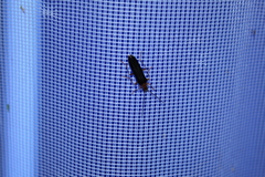 Nacerdes carniolica