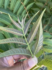Ailanthus altissima