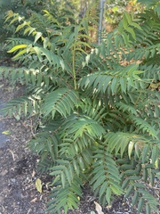 Ailanthus altissima