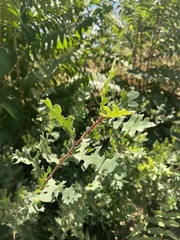 Quercus lobata