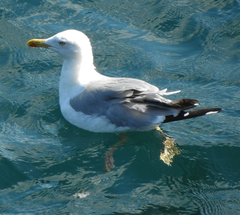 Larus michahellis