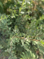 Quercus lobata