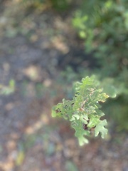 Quercus lobata