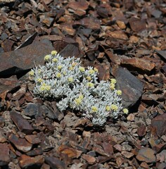 Eriogonum scopulorum