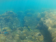 Prionurus laticlavius