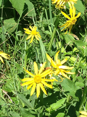 Verbesina helianthoides