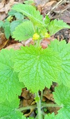 Scrophularia vernalis