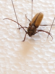 Crossidius suturalis