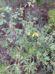 Rhynchosia cytisoides