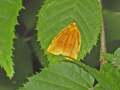 Archips rileyana