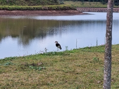 Vanellus chilensis