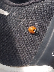 Coccinella septempunctata