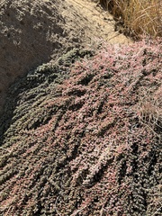 Helichrysum caespititium