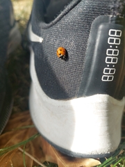 Coccinella septempunctata